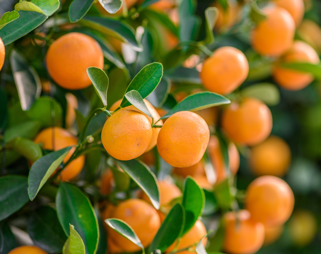 Une large gamme d arbres fruitiers livrés chez vous
